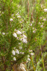 Erica pubigera