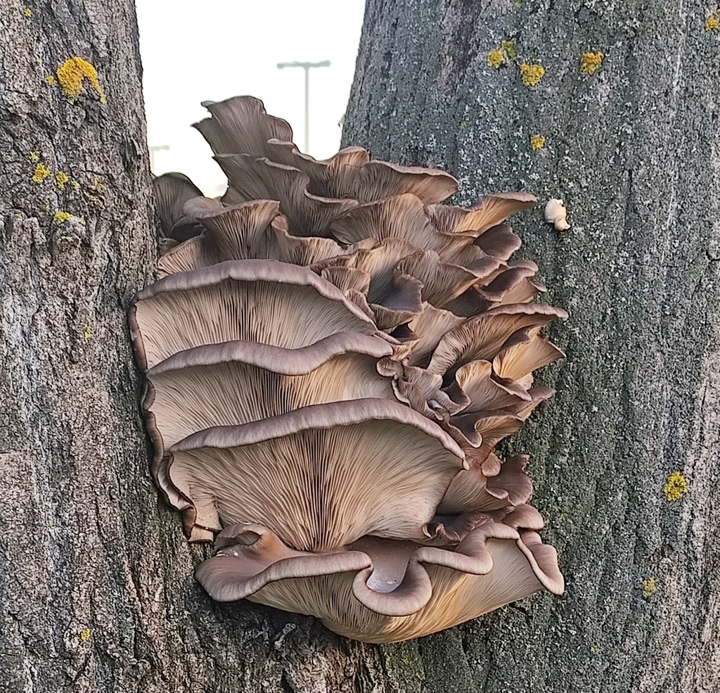Pleurotus ostreatus · November 2025 · photo: © snowwhite98 (iNaturalist, cc-by)