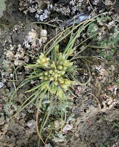 Vahl's fimbry (Fimbristylis vahlii)