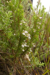Erica pubigera
