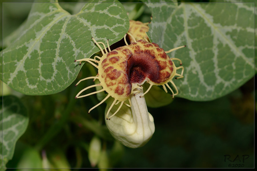 Aristolochia fimbriata, Puerto Madero, CABA, Argentina