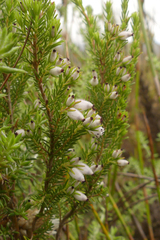 Erica pubigera