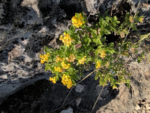 Lindheimer's Rockdaisy (Laphamia lindheimeri)