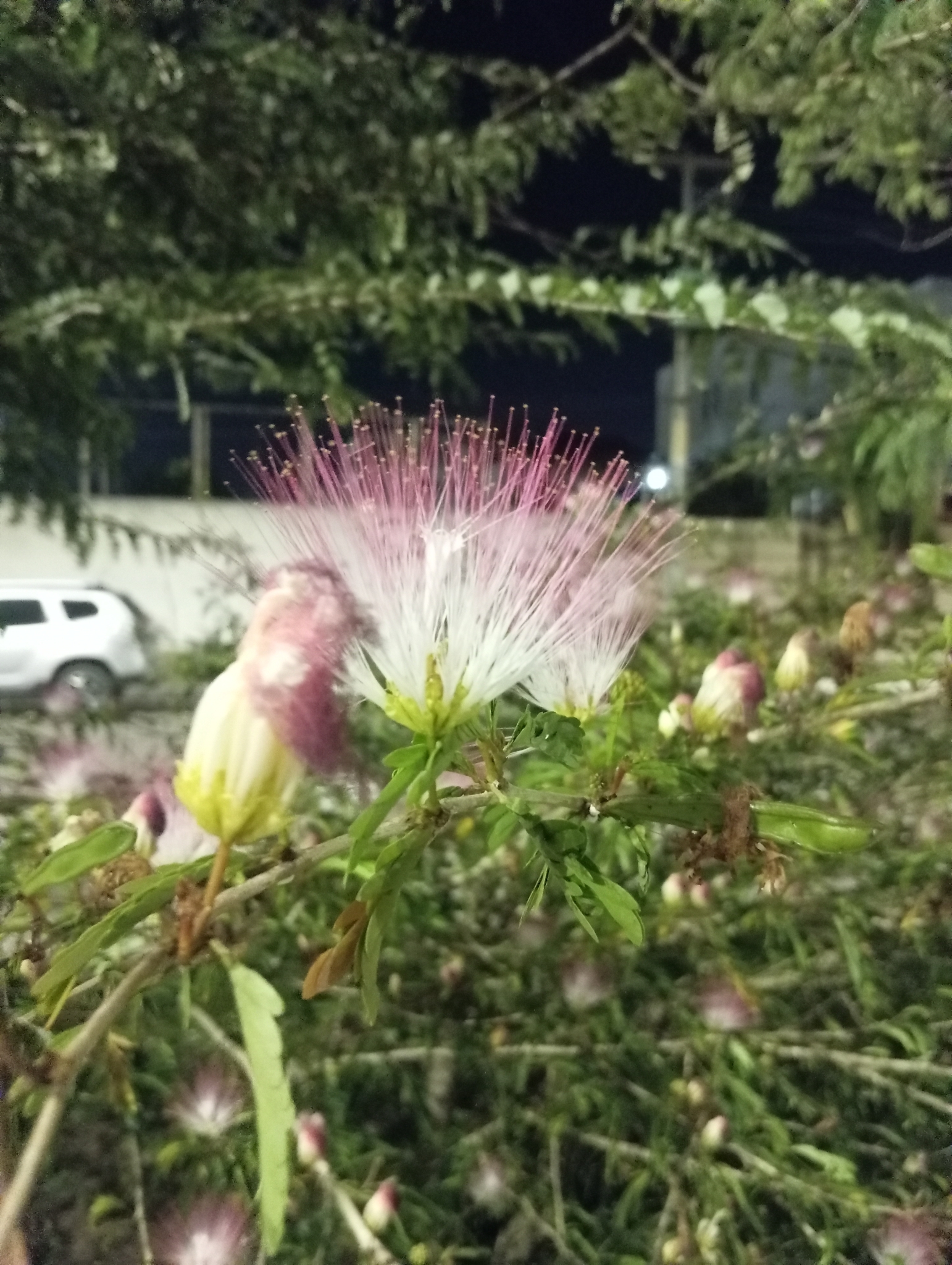 Calliandra surinamensis
