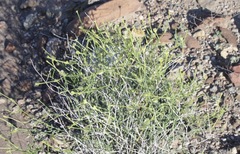 Acleisanthes