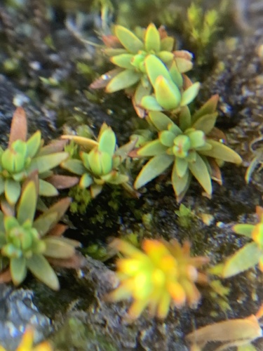Pogonatum dentatum observed 2024-07-27