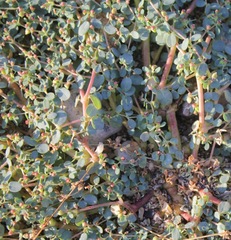 Euphorbia simulans