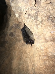 Myotis mystacinus