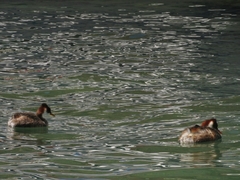 Rollandia microptera