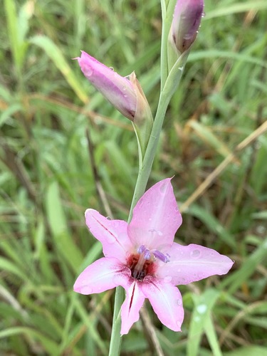 Gladiolus brachyphyllus image