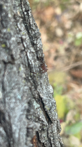 Unknown species found near Johnson County, US-KS, US