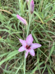 Gladiolus brachyphyllus image