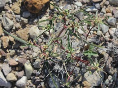 Euphorbia exstipulata