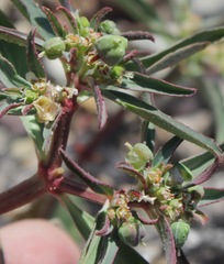 Euphorbia exstipulata