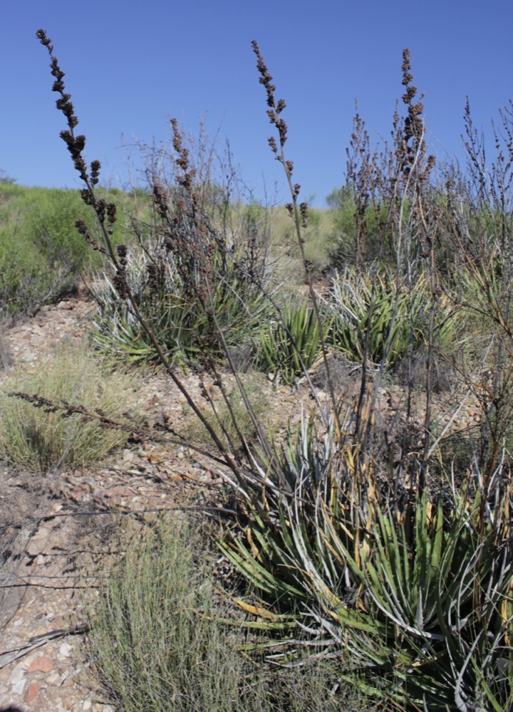ヘクチア Hechtia glabra from JM ヘクチア Hechtia glabra from JM