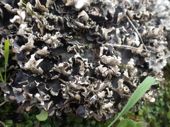 Peltigera neckeri