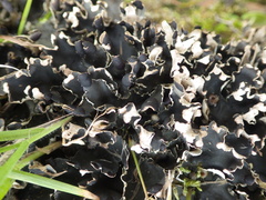 Peltigera neckeri