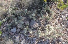 Grusonia
