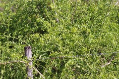 Azima tetracantha