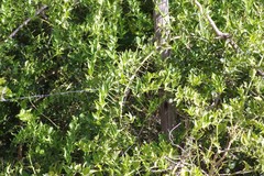 Azima tetracantha