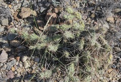 Grusonia