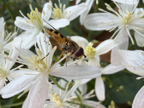 Unknown species found near Wake County, US-NC, US