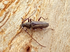 Pachydissus sericus