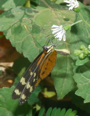 Mechanitis polymnia isthmia