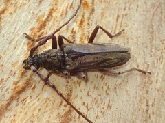 Pachydissus sericus