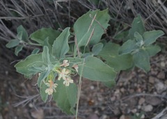 Tetraclea coulteri