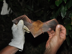 Lasiurus ega
