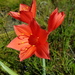 Scarborough Lily - Photo (c) Peter Thompson, some rights reserved (CC BY-NC), uploaded by Peter Thompson