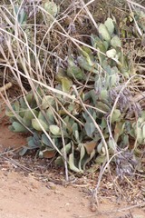 Cotyledon