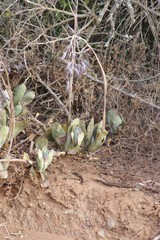 Cotyledon