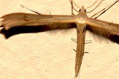 Stenoptilia bipunctidactyla