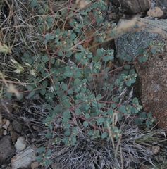 Euphorbia cinerascens