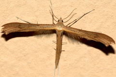 Stenoptilia bipunctidactyla