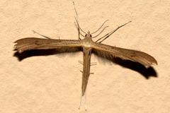 Stenoptilia bipunctidactyla