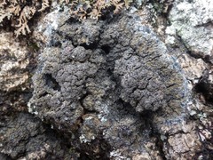 Fuscopannaria mediterranea