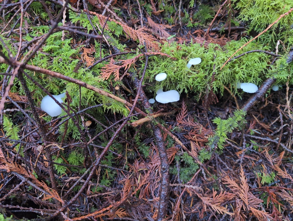 Pseudohydnum gelatinosum · November 2025 · photo: © kem_luther (iNaturalist, cc-by-sa)