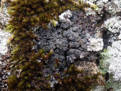 Fuscopannaria mediterranea