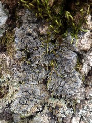 Fuscopannaria mediterranea