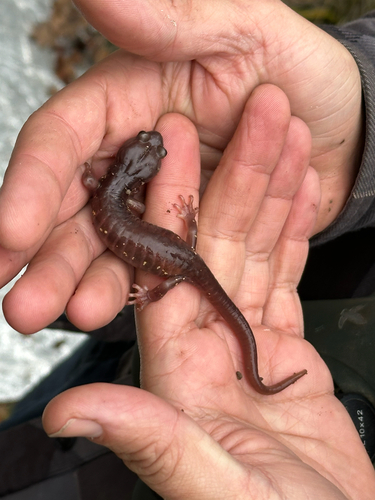 iNaturalist observation photo of Arboreal Salamander