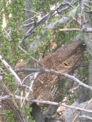 Varanus albigularis angolensis
