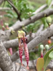 Tapinanthus