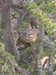 Varanus albigularis angolensis