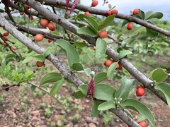 Tapinanthus