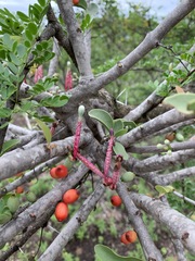 Tapinanthus