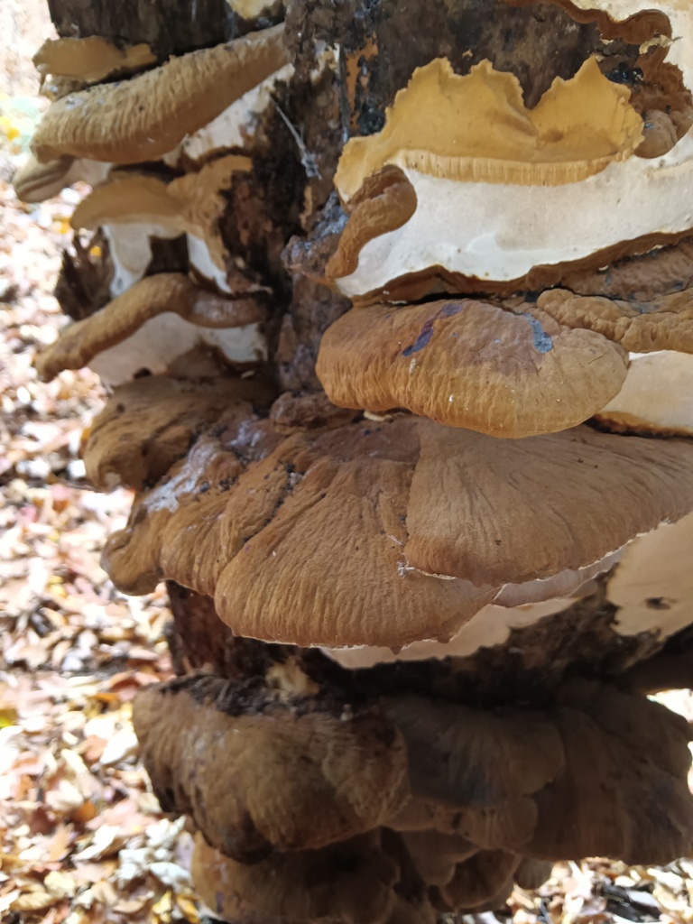 Ischnoderma resinosum · November 2025 · photo: © skylar_schell (iNaturalist, cc0)