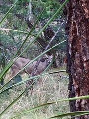 Odocoileus virginianus carminis